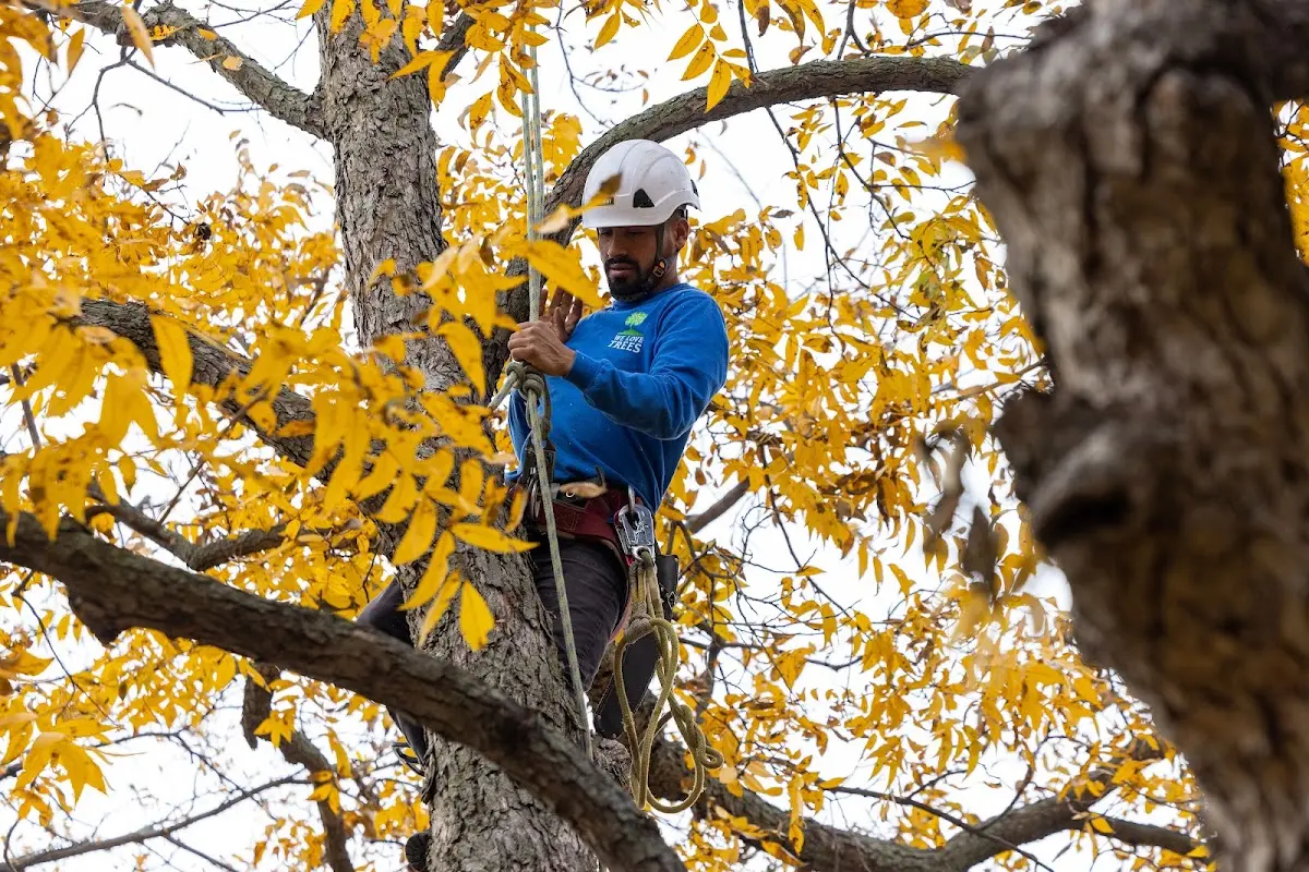 Skilled Tree Pruning crew working in Wasco